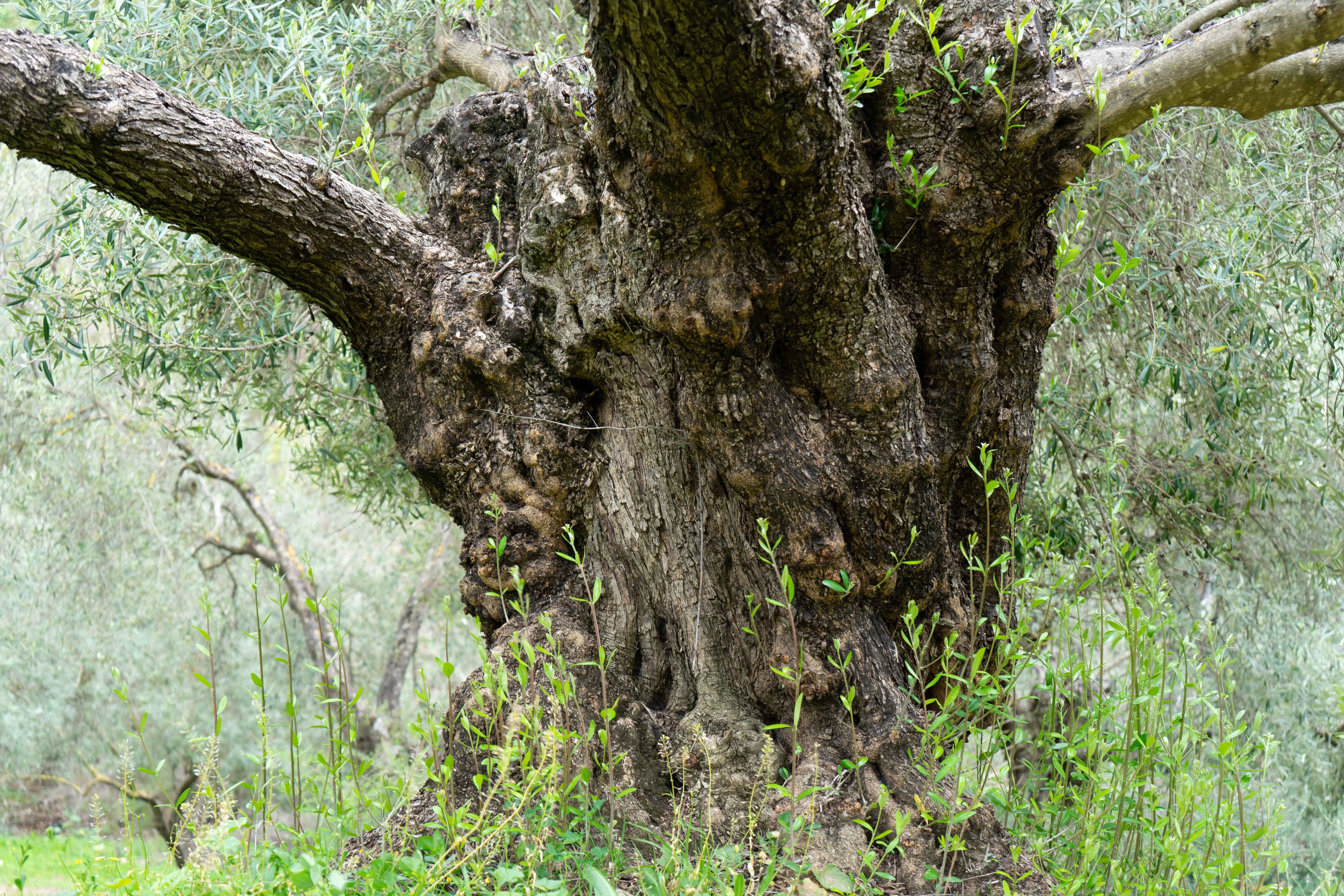 2022 Jaime Olivos-10.jpg